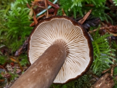Lactarius fallax concolor