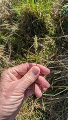 Phalaris caroliniana
