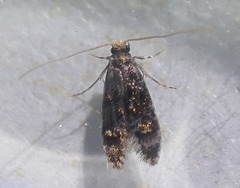 Tineidae clade b