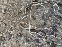 Formica subpolita