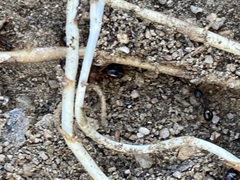 Formica subpolita