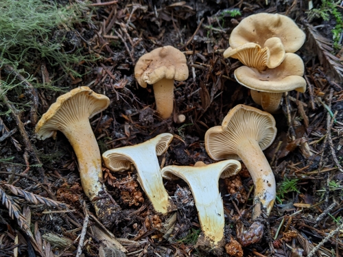 Pacific Golden Chanterelle