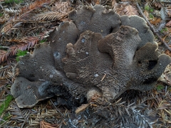 Sarcodon stereosarcinon