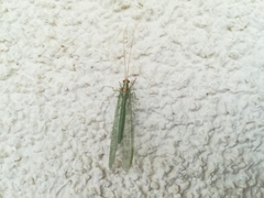 Nineta pallida