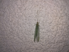 Nineta pallida
