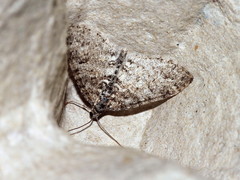 Lobophora halterata