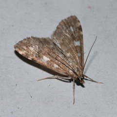 Udea olivalis