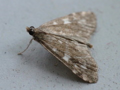Udea olivalis