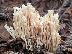 Ramaria acrisiccescens
