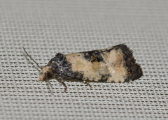 Neocochylis dubitana