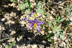 Solanum citrullifolium