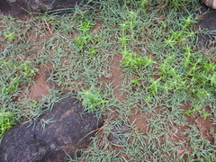 Sphaerotheca bengaluru