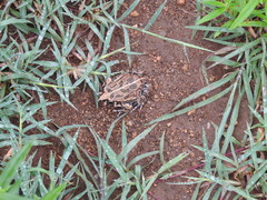 Sphaerotheca bengaluru