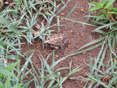 Sphaerotheca bengaluru