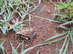 Sphaerotheca bengaluru