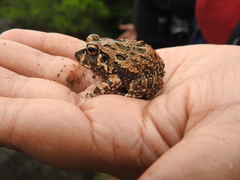 Sphaerotheca bengaluru