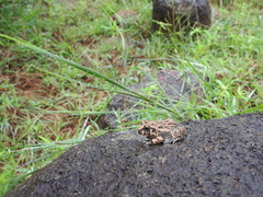 Sphaerotheca bengaluru