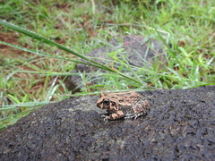 Sphaerotheca bengaluru