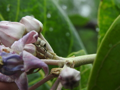 Paramecops farinosus