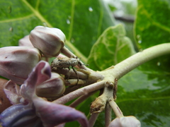 Paramecops farinosus