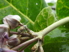 Paramecops farinosus