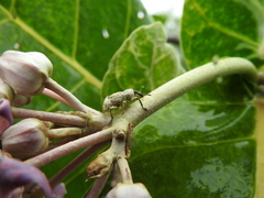 Paramecops farinosus