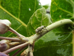 Paramecops farinosus