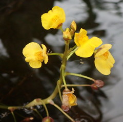 Utricularia foliosa image