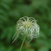 Clematis alpina sibirica - Photo (c) Natalya, μερικά δικαιώματα διατηρούνται (CC BY), uploaded by Natalya