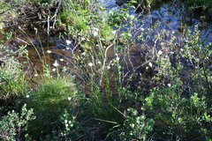 Eriophorum brachyantherum
