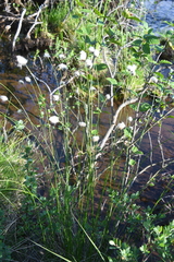 Eriophorum brachyantherum