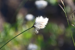 Eriophorum brachyantherum