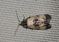 Neocochylis dubitana