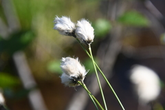 Eriophorum brachyantherum