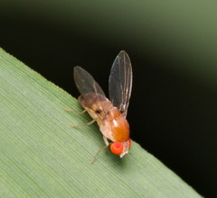 Steganinae