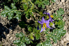 Solanum citrullifolium