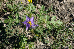 Solanum citrullifolium