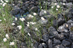 Eriophorum × medium
