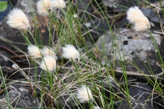 Eriophorum × medium