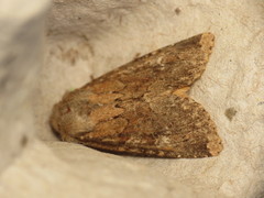 Apamea lateritia