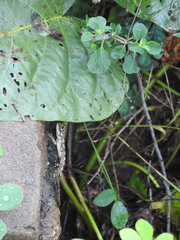 Psammophilus dorsalis