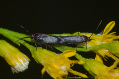 Scythris fuscicomella